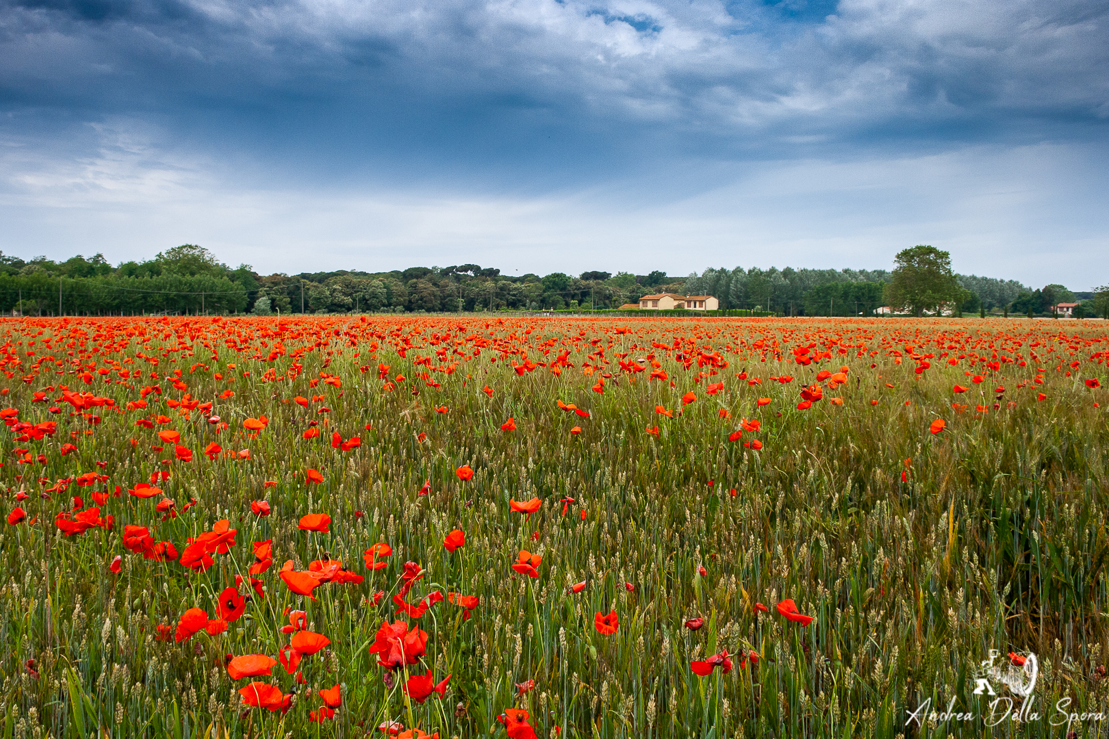 CAMPO DI PAPAVERI