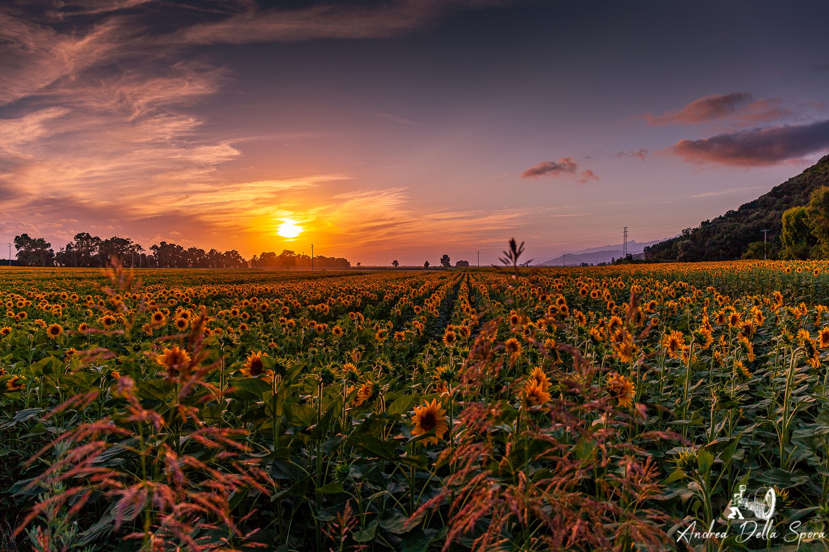 SUNFLOWERS