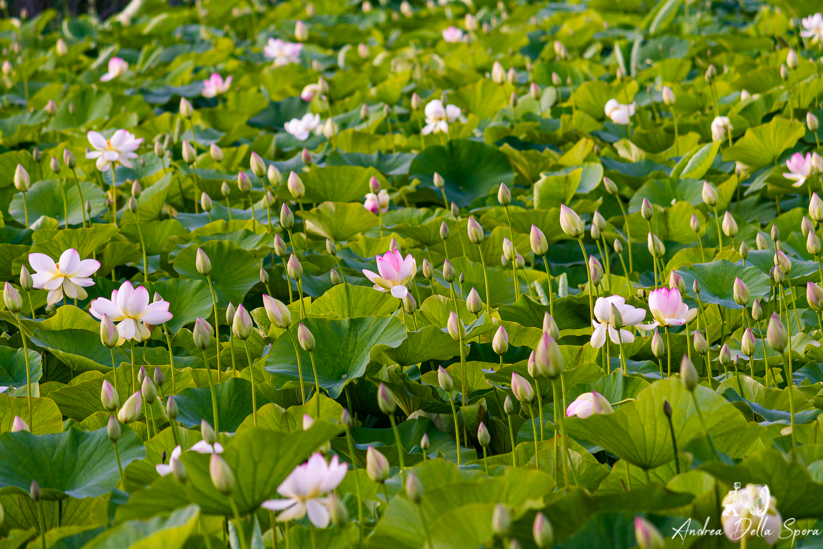 FIORI DI LOTO