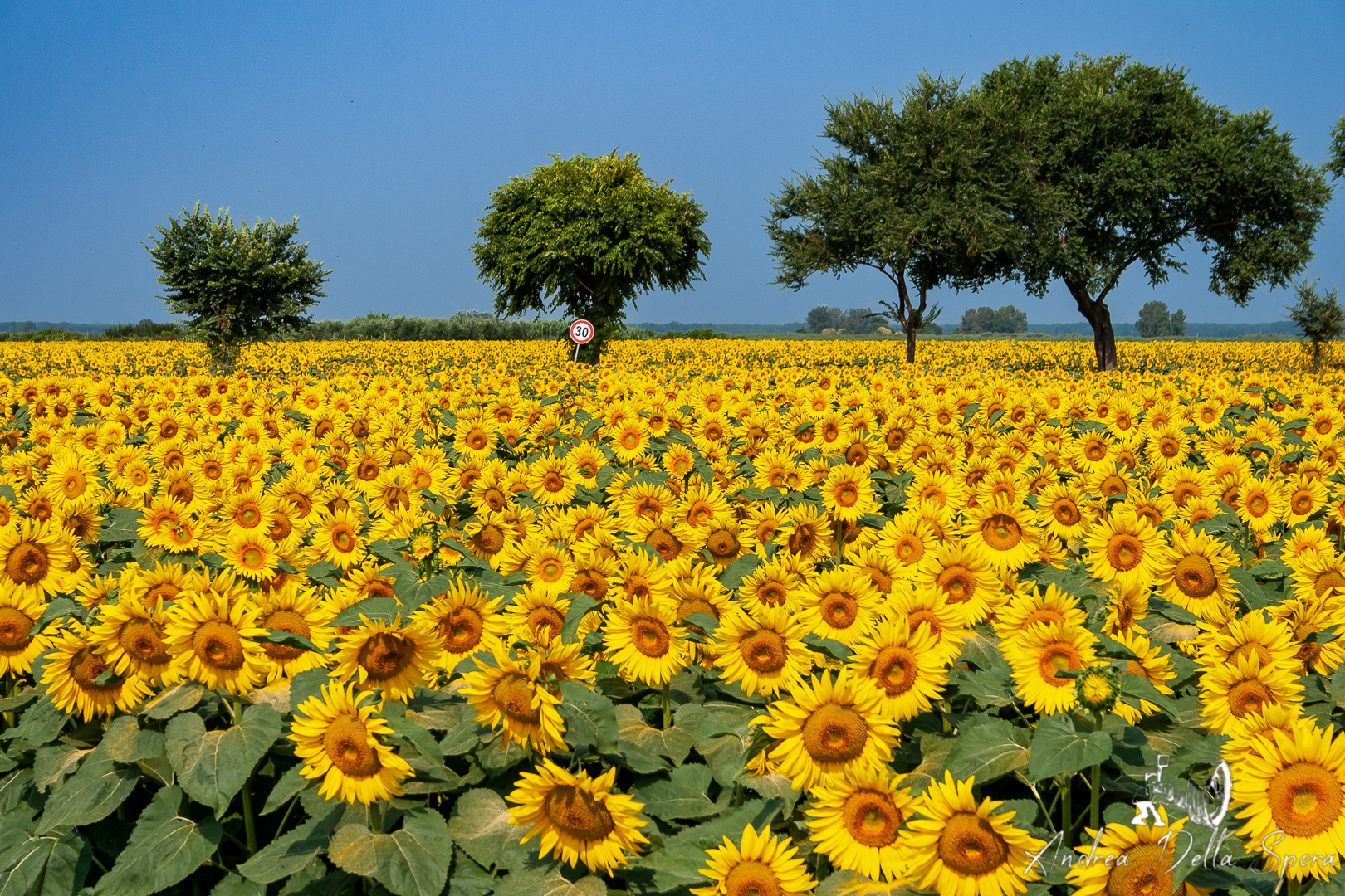 La strada in mezzo ai girasoli