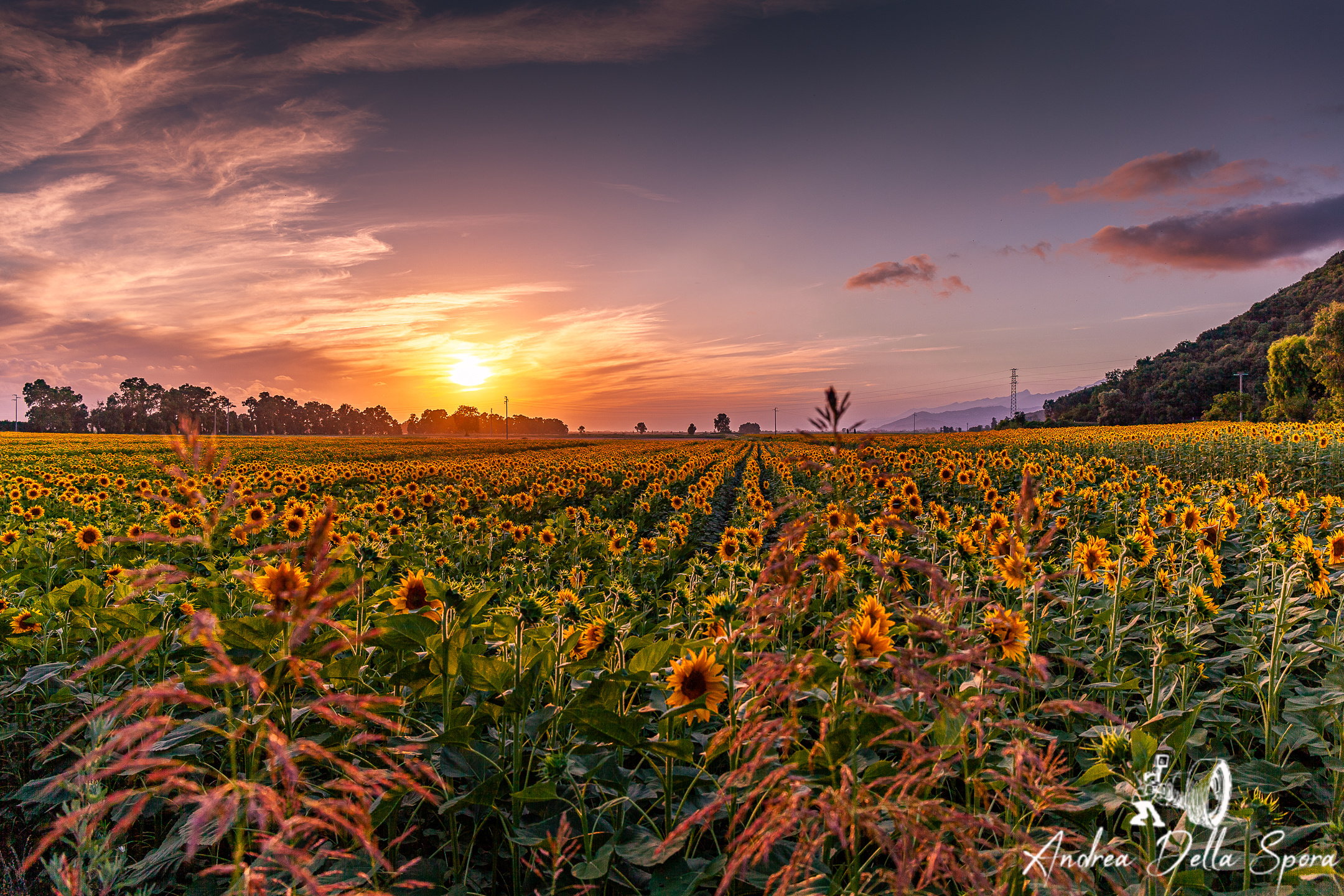 Girasoli al tramonto