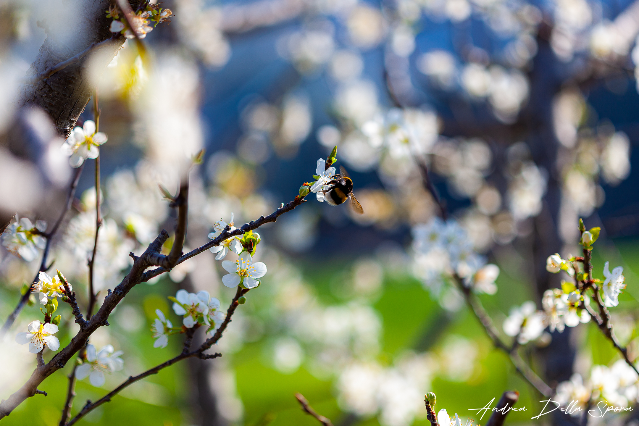 Profumo di primavera