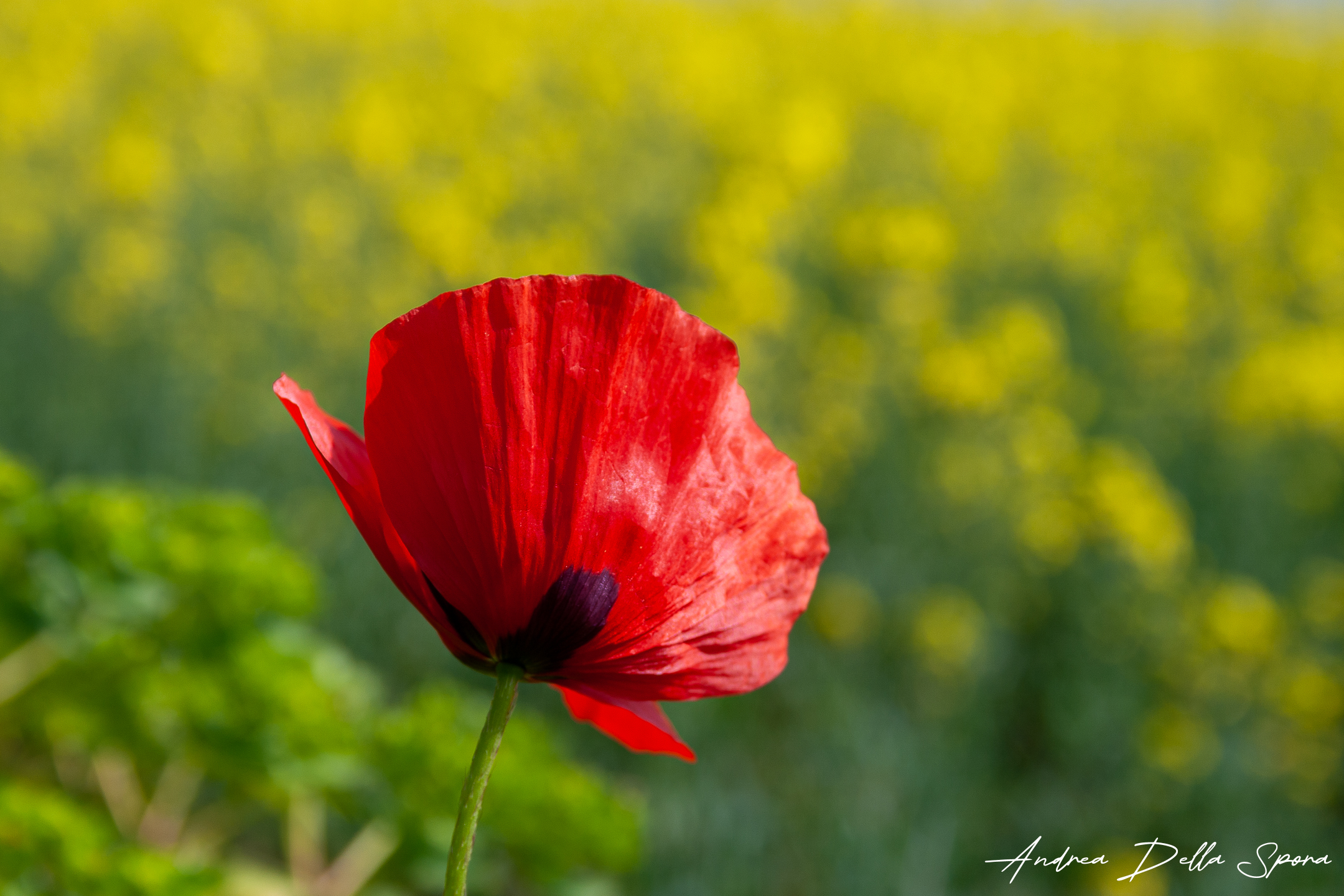 Il papavero solitario