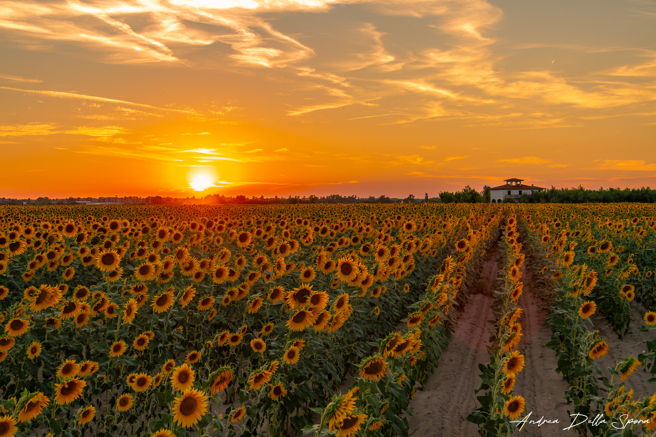 Girasoli al tramonto