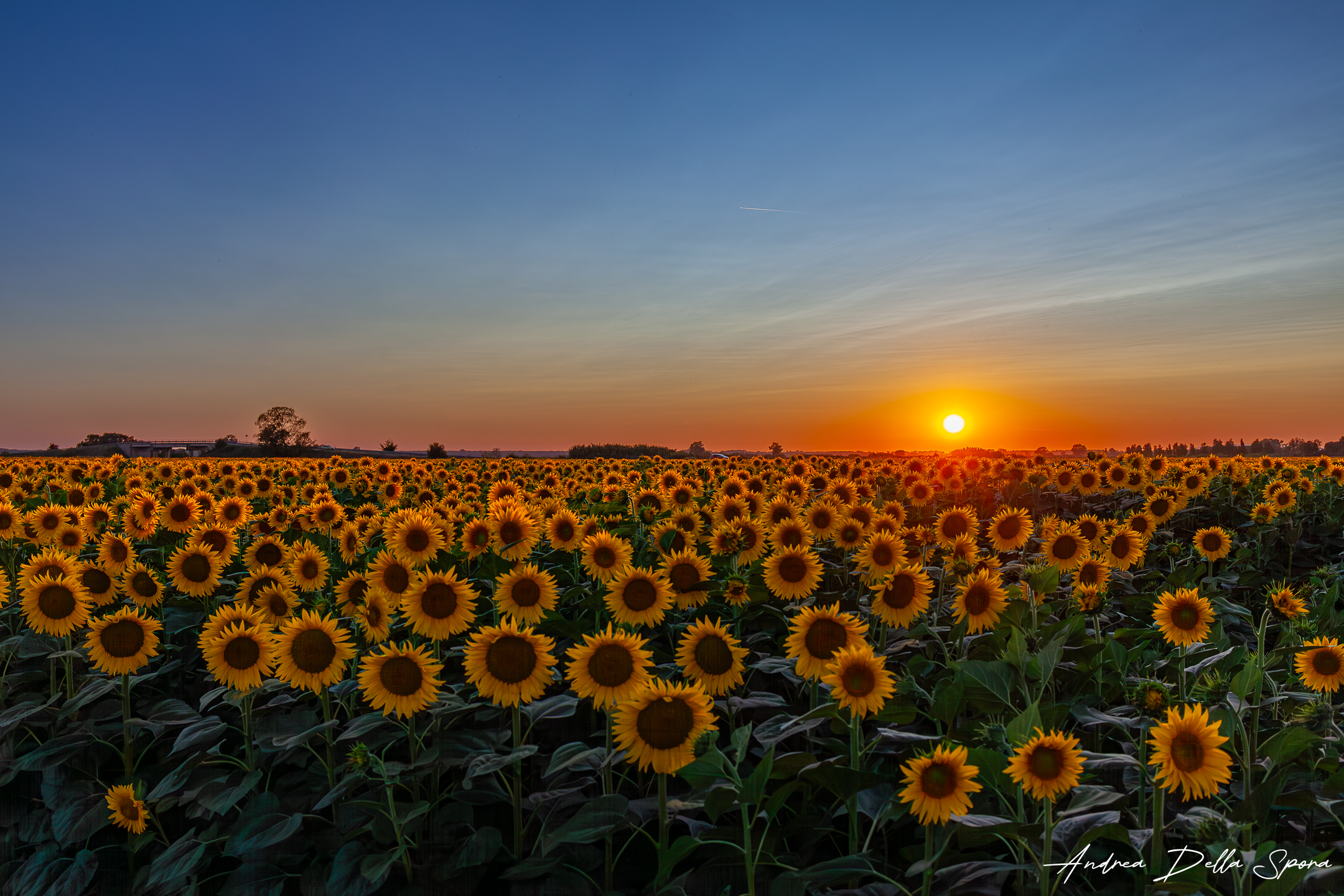 SUNFLOWERS