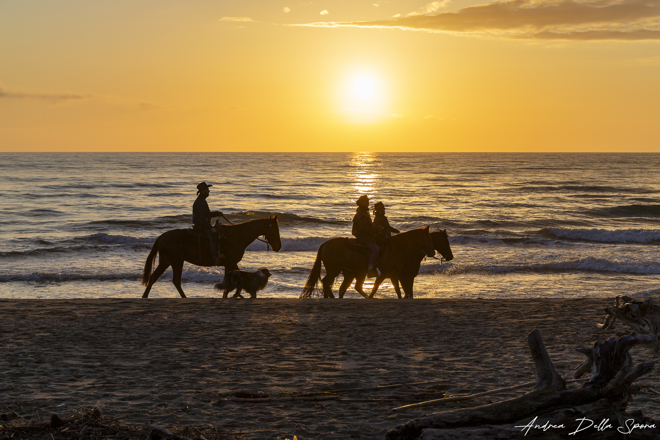 Cavalli al tramonto sul mare