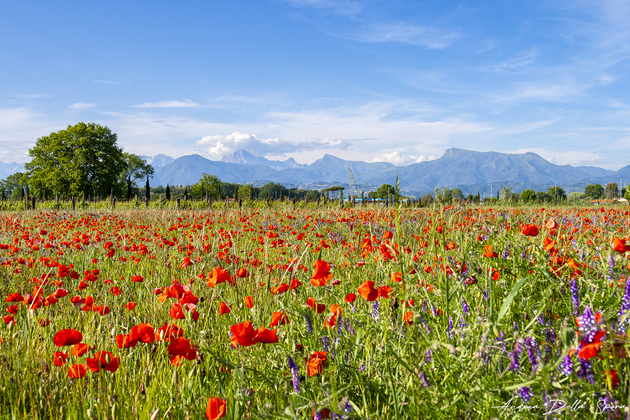 Colori di primavera
