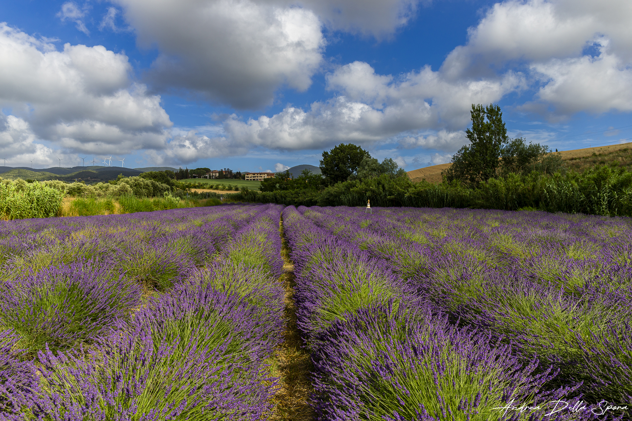 Santa Luce – Lavanda