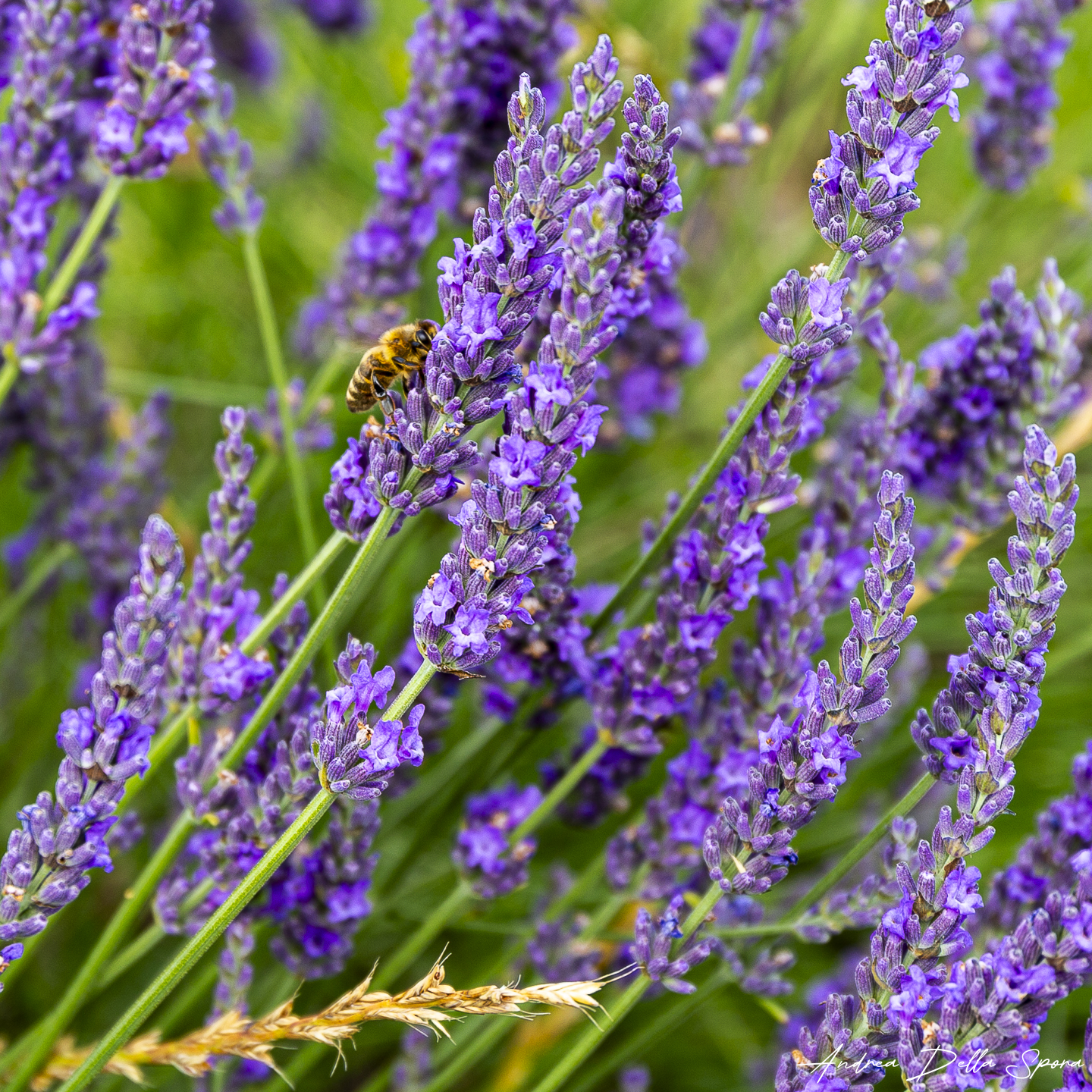 L’ape e la lavanda