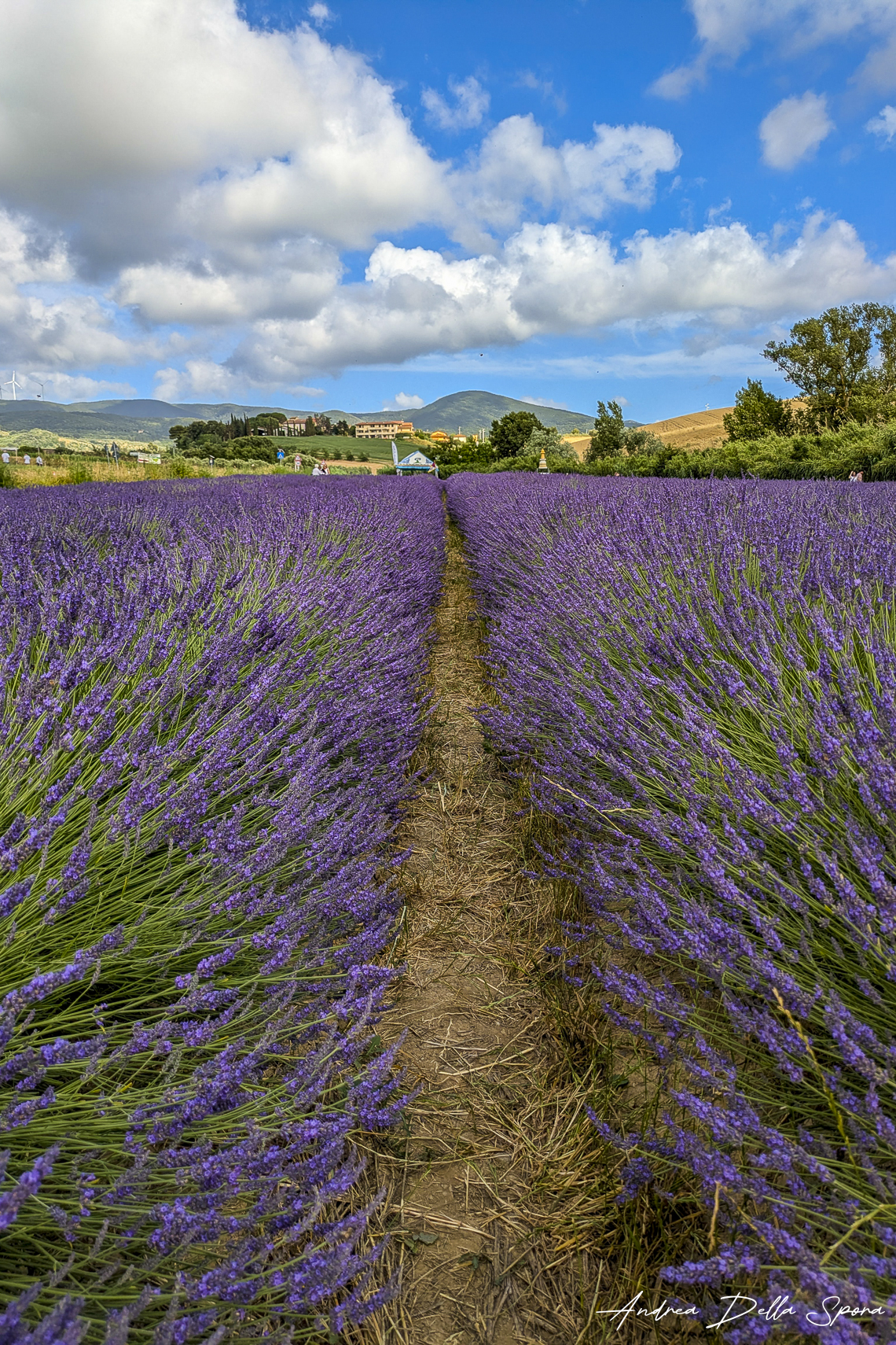 Colli Pisani – Lavanda