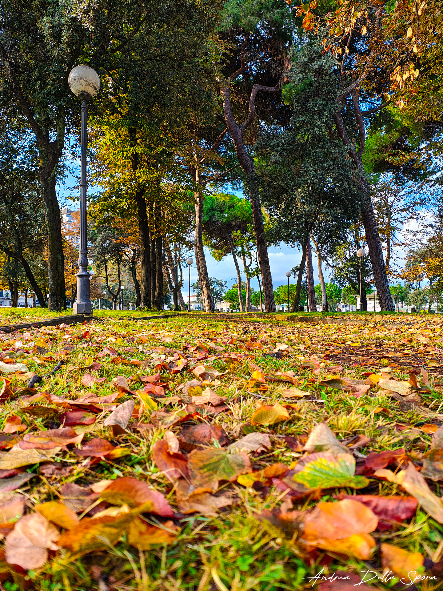 Autunno a Viareggio: la poesia delle foglie in Piazza D’Azeglio
